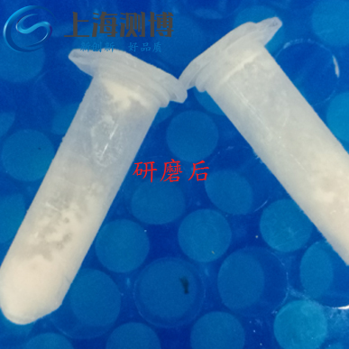 使用多樣品組織研磨儀研磨老鼠血管后是什么效果？